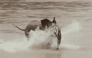 image.gif
