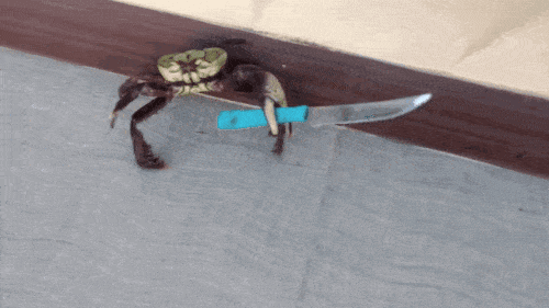 image.gif