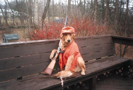 joe_hunting_dog.jpg