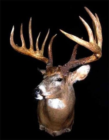 Johnny-King-Buck.jpg