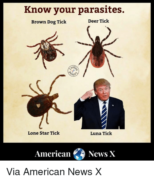 know-your-parasites-brown-dog-tick-deer-ticlk-lone-star-32999659.png