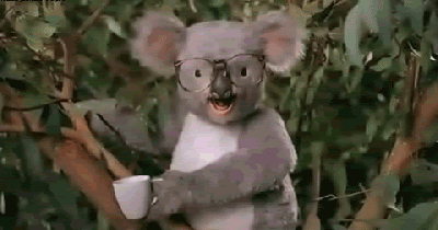 koala-punch.gif