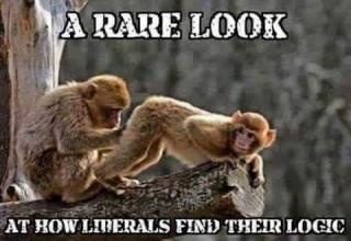 liberal monkey.jpg