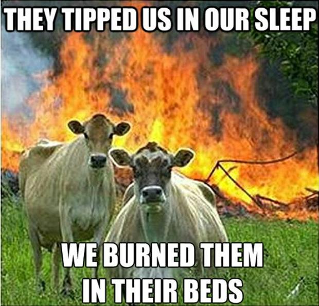 mad-cow-meme-funny-pictures.jpg