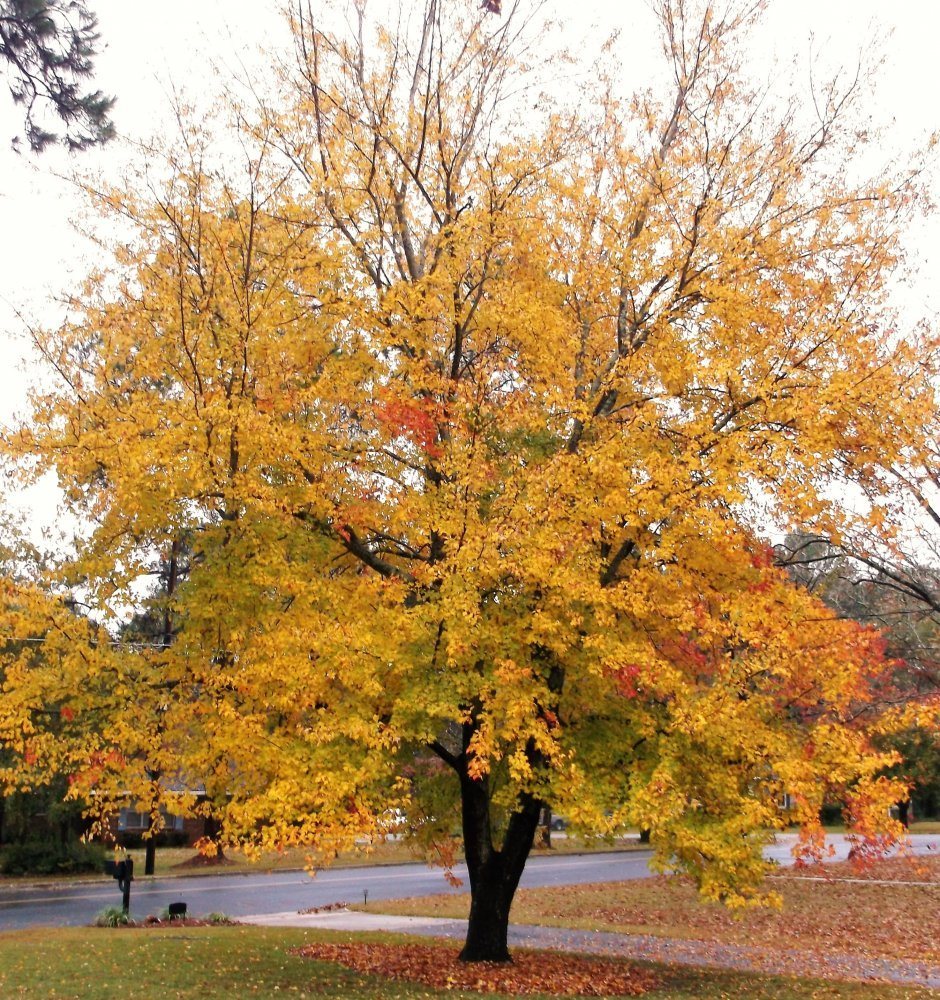 maple tree.JPG