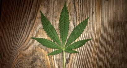 marijuana-leaf-shutterstock-410x220.jpg