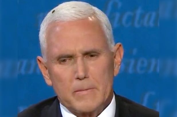 mike-pence-fly.jpg