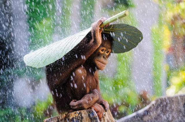 monkey rain.jpg