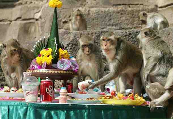 Monkeys at party.jpg