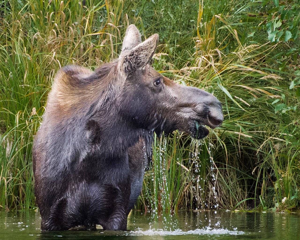 moose eating cress.jpg