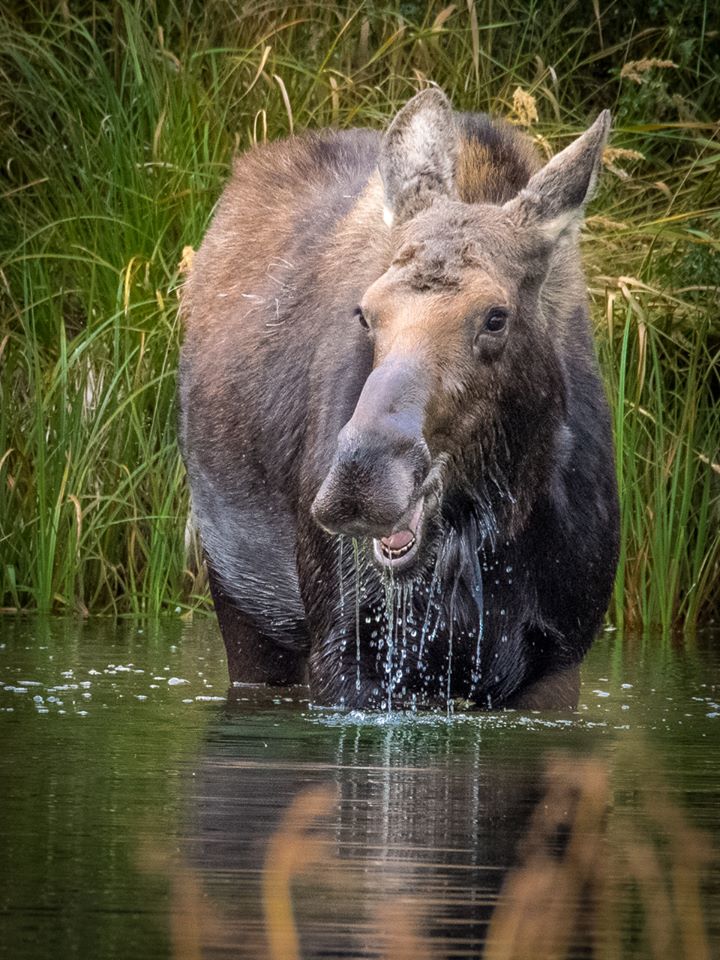 Moose laughing.jpg