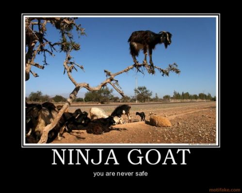 Ninja-Goat-4515a0.jpg.cf.jpg