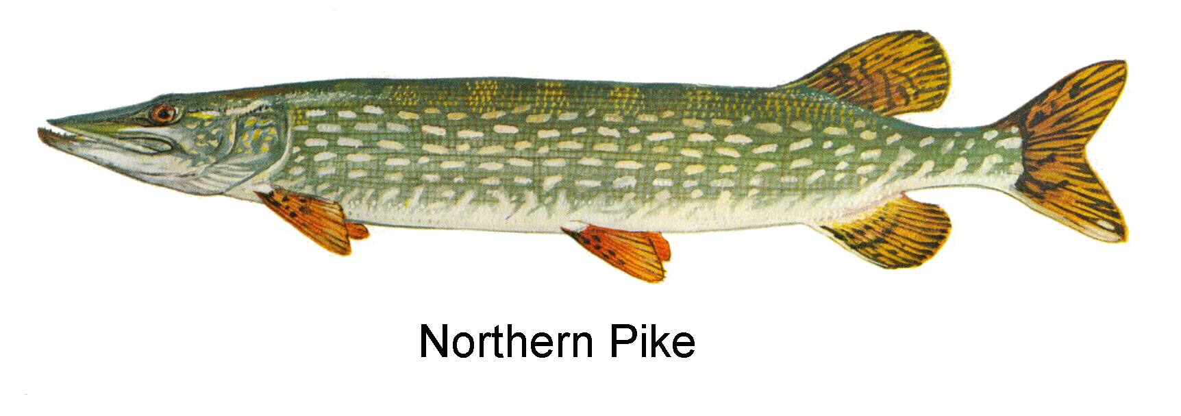 northern_pike.jpg