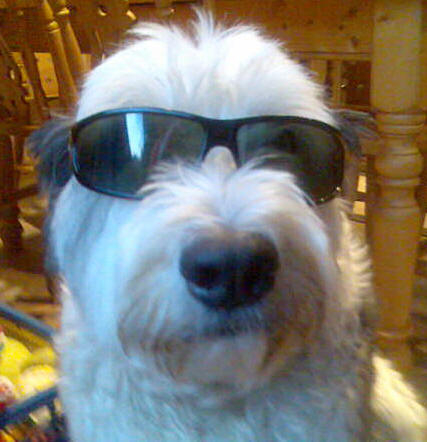 old_english_sheepdog_jake.jpg