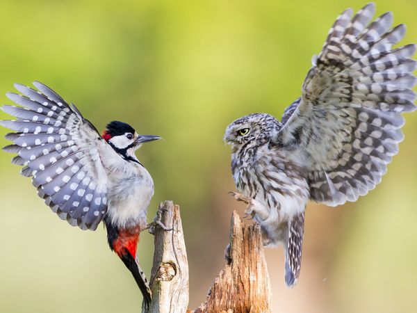 owl-great-spotted-woodpecker_73877_600x450.jpg