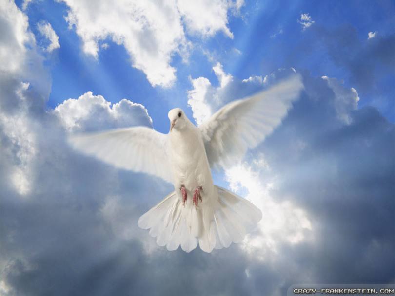 peace-dove-wallpapers-1024x7681.jpg