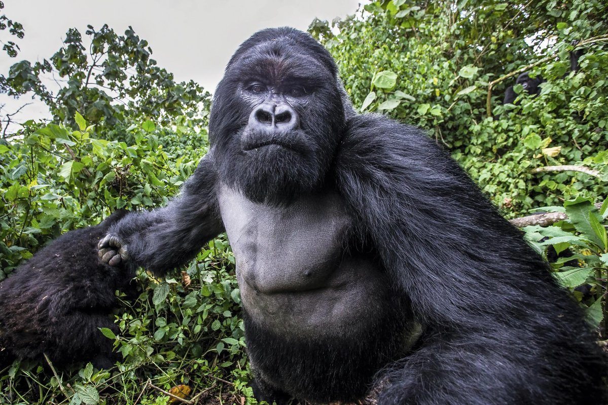 Picture of a Mountain Gorilla right before he punched the photographer .jpg