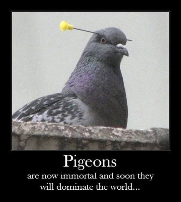 pigeons.jpg