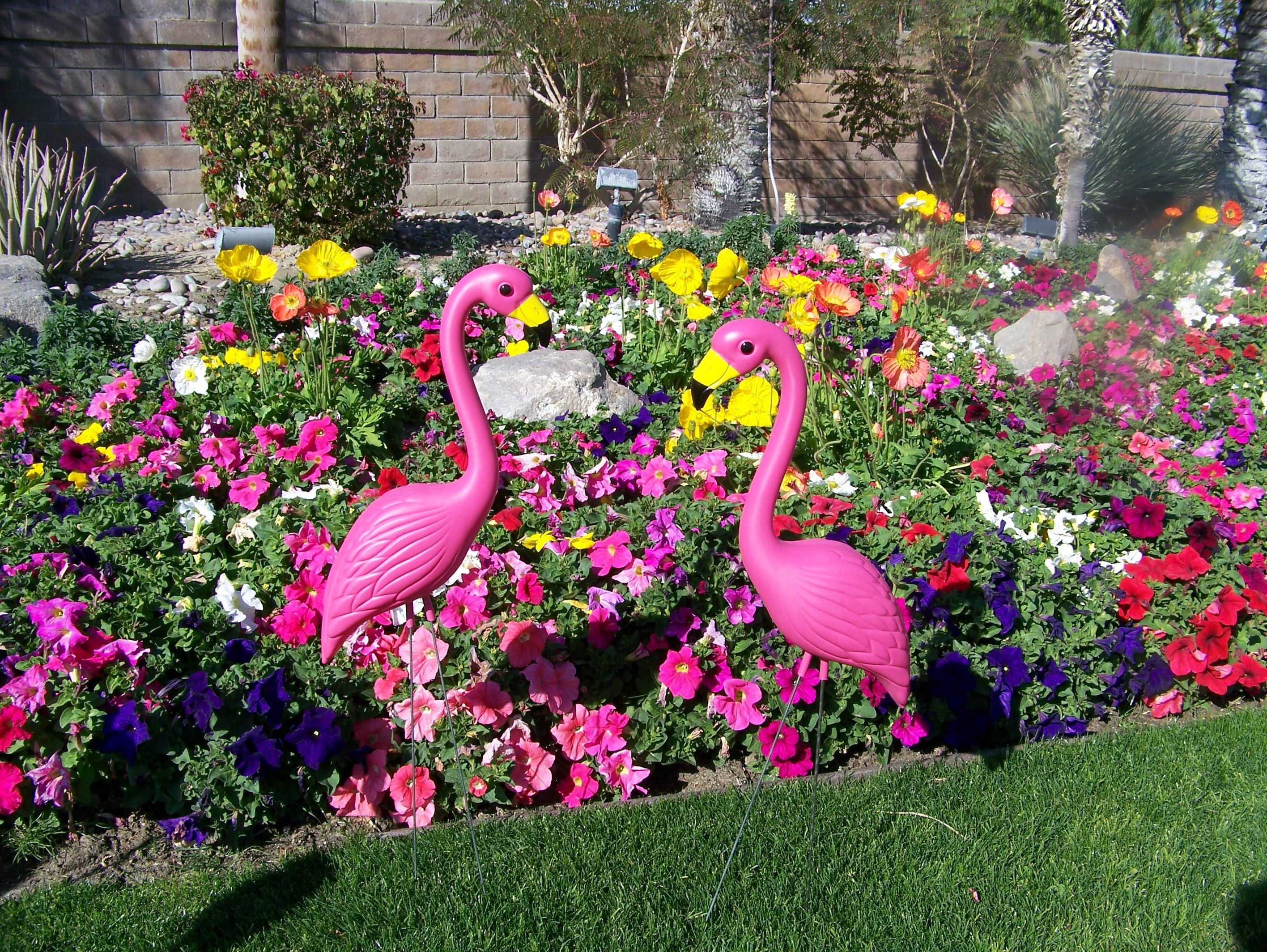 Pink-Flamingos-NP-1-16-12-029.jpg