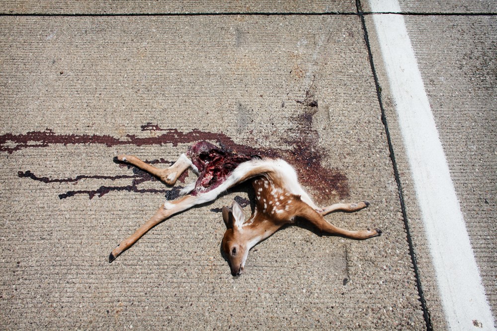 Proximity_roadkill_06.jpg