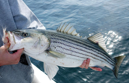 ptownstripers4.jpg