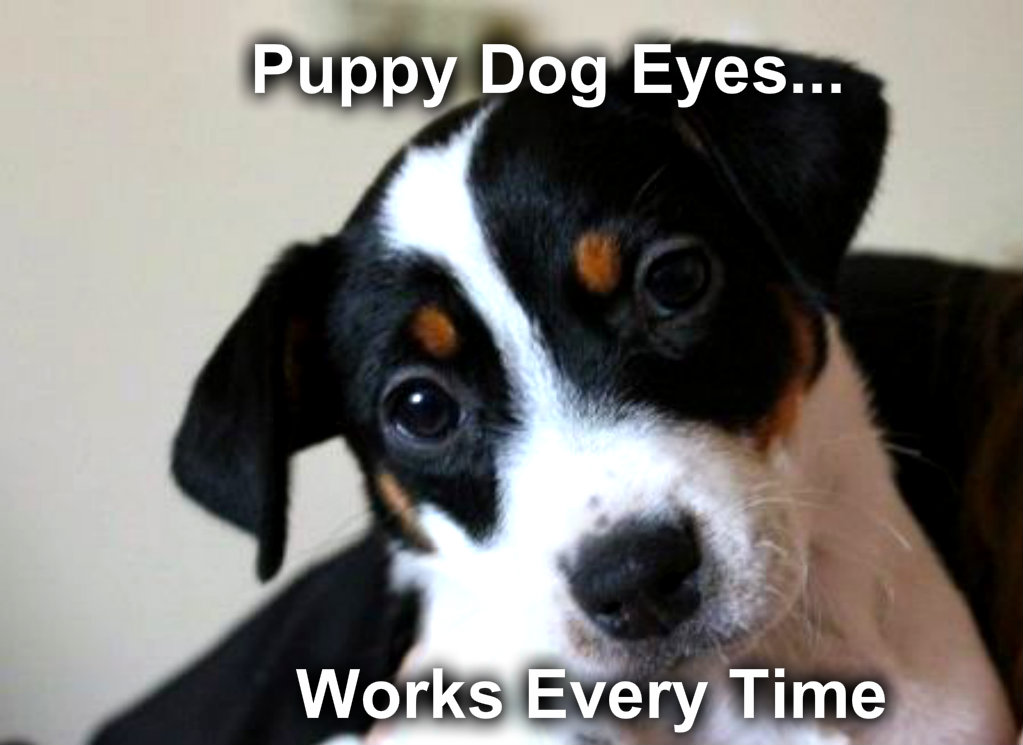 puppyeyesmeme.jpg