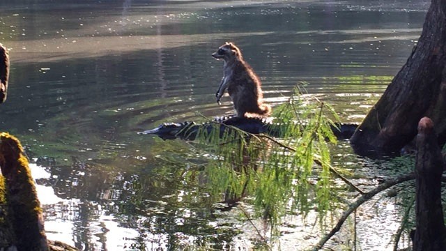 Racoon Alligator.jpg