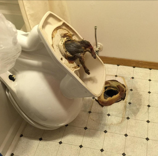 rat-in-toilet-307245.jpg