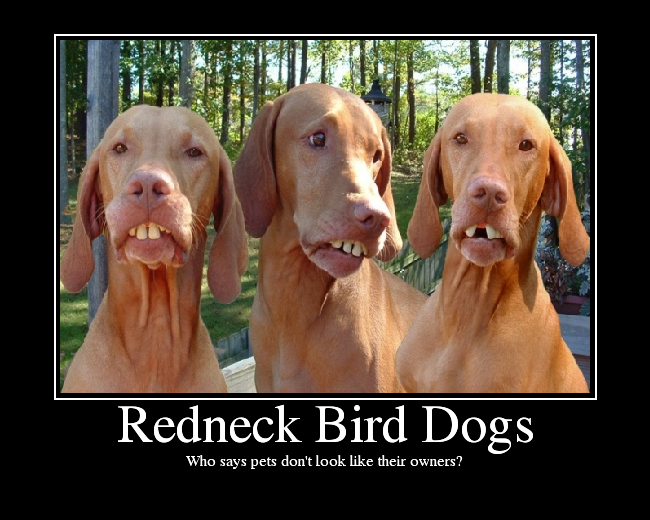 RedneckBirdDogs.png