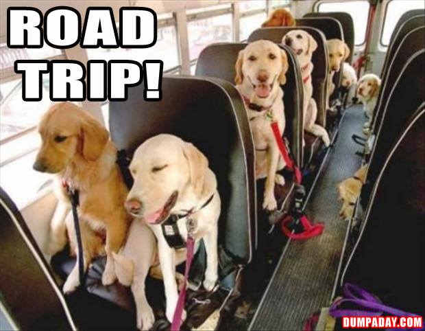 road-trip-dogs.jpg