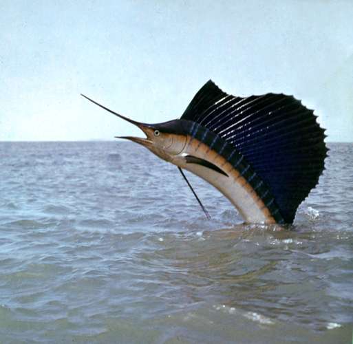 sailfish-Indo-Pacific.jpg