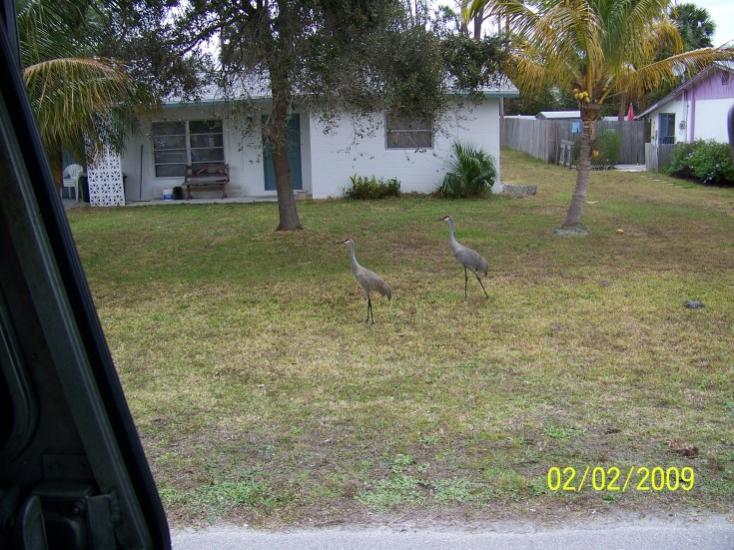 sandhillcranes.jpg