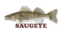 saugeye.jpg