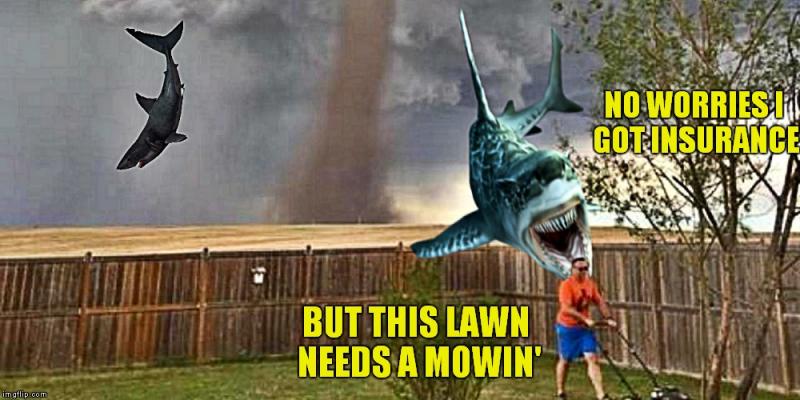 shark lawn.jpg