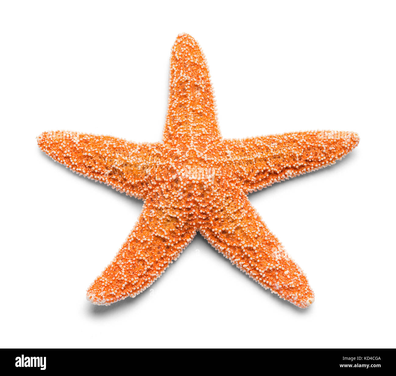 single-real-orange-starfish-isolated-on-white-background-KD4CGA.jpg