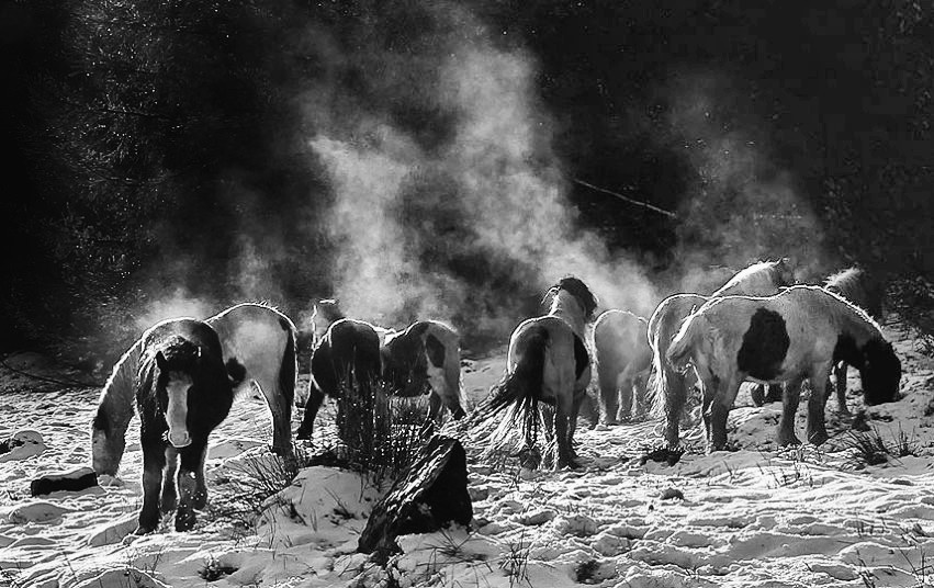 snow_horses_BnW.jpg