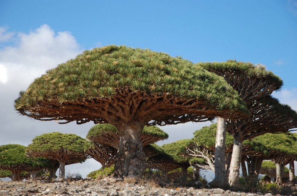 socotra.jpg