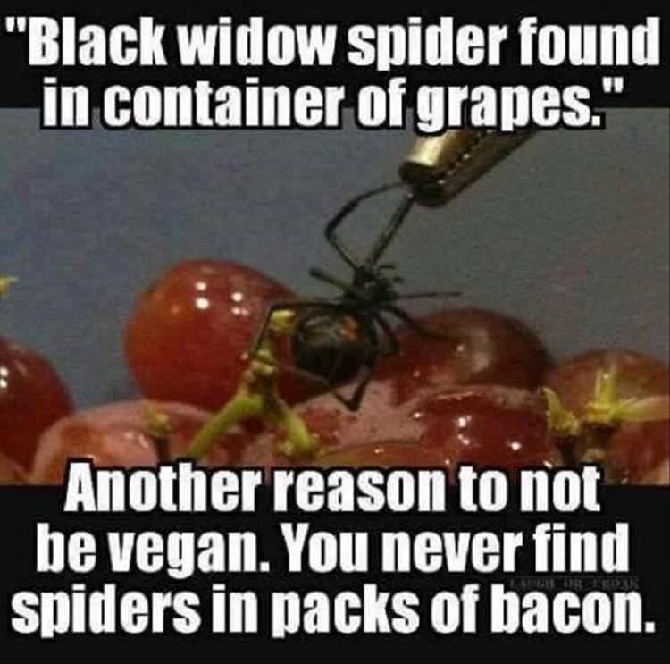 spiders.jpg