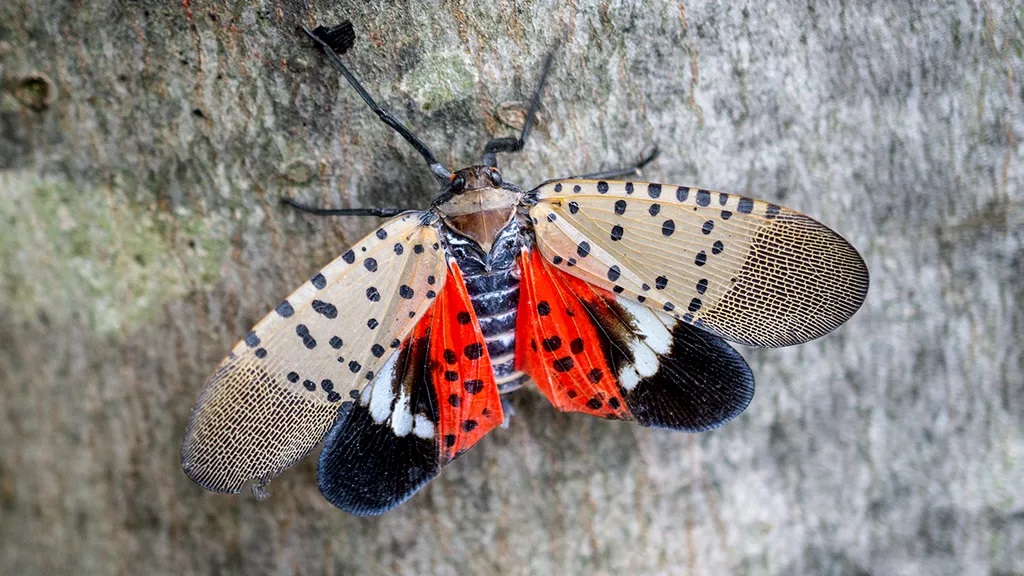 Spotted-Lanternflyk-2.jpg