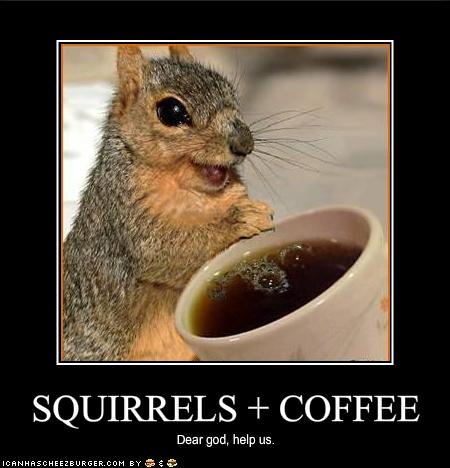 squirrels-have-discovered-coffee.jpg