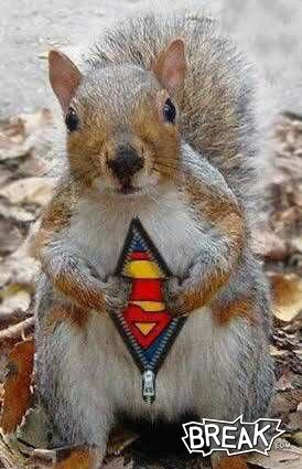 supersquirrel.jpg