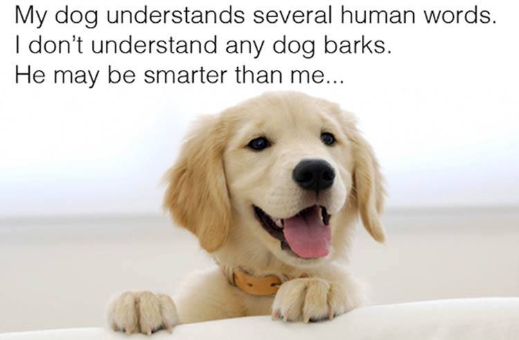 the-dog-is-smarter.jpg