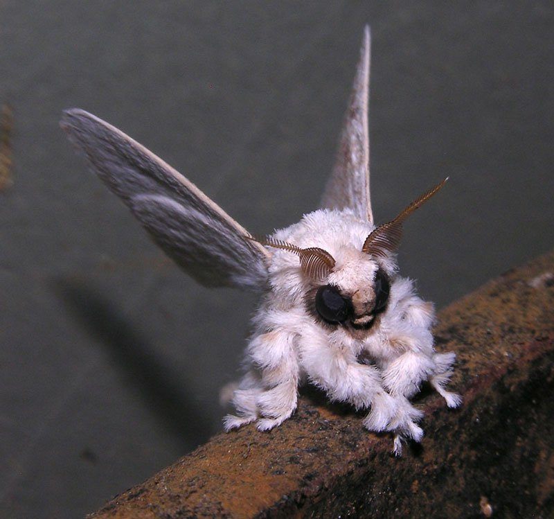 The-Venezuelan-Poodle-Moth.jpg