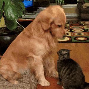 there-there-dog-petting-cat-kitten-cute-funny-golden-retriever.gif