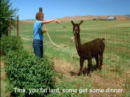 Tina you fat lard.jpg