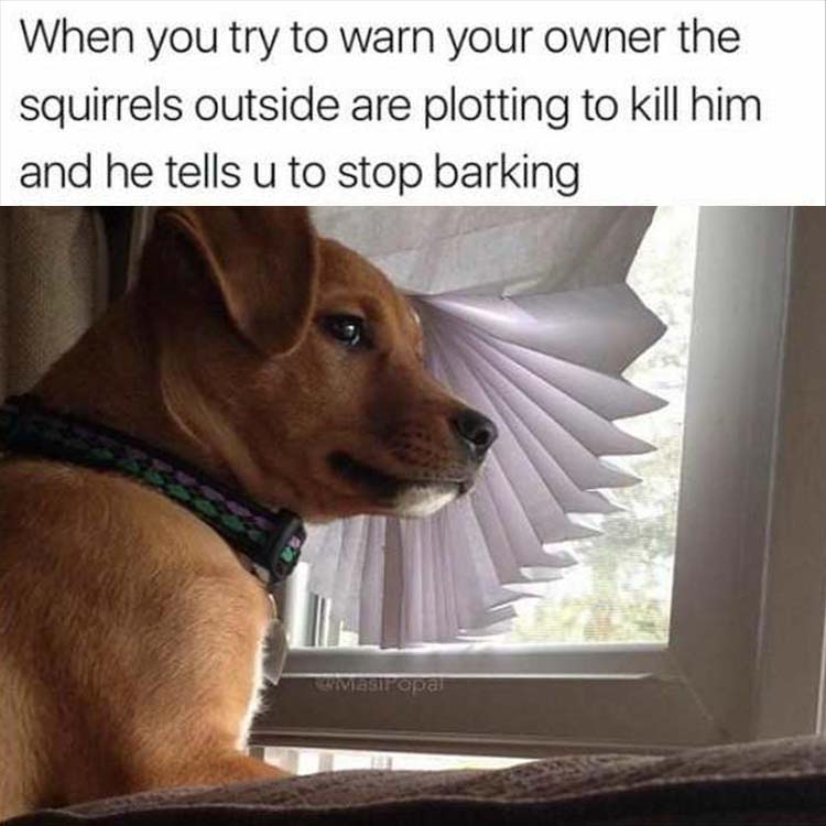 trying-to-warn-your-owner.jpg