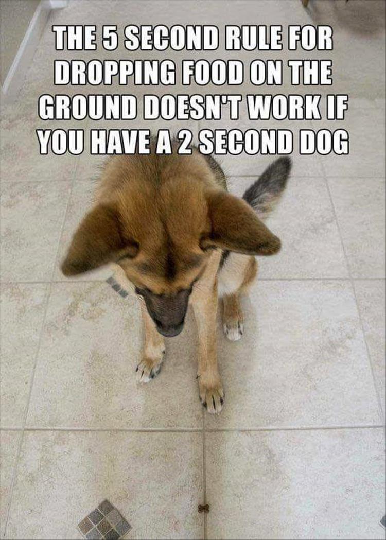 two-second-dog.jpg