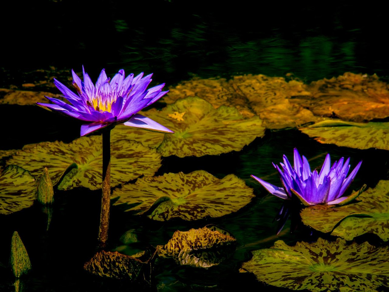 Water Lilies.jpg