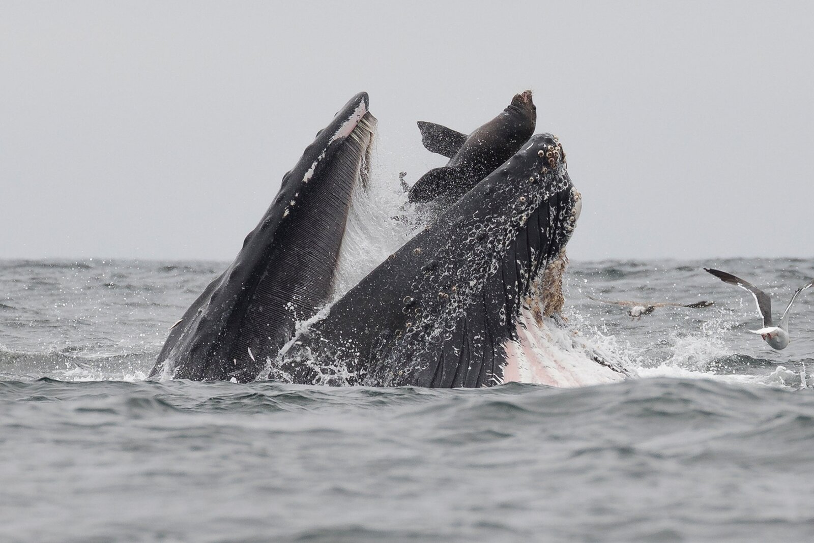 whale-sea-lion.jpg