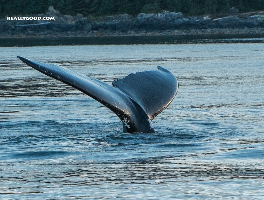 Whale-tail-Juneau.jpg